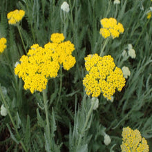 Load image into Gallery viewer, Achillea Moonshine
