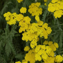 Load image into Gallery viewer, Achillea Moonshine
