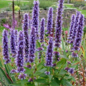 Agastache Black Adder