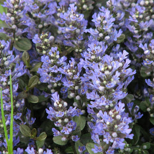 Ajuga Chocolate Chip