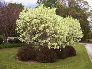 American Fringe Trees