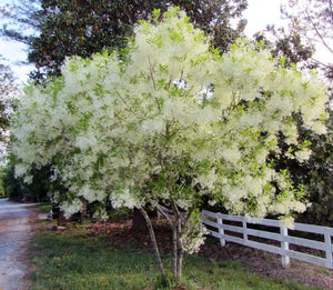 American Fringe Trees