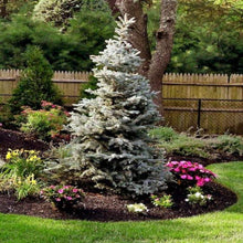 Load image into Gallery viewer, Colorado Blue Spruce Trees
