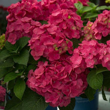 Load image into Gallery viewer, Endless Summer Crush Pink Hydrangea Shrubs
