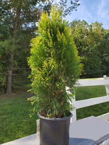 Arborvitae Forever Goldy Trees