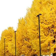Load image into Gallery viewer, Ginkgo Autumn Gold Trees
