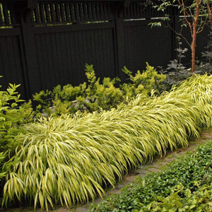 Aureola Japanese Forest Grass
