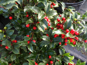 Blue Princess Holly Shrubs