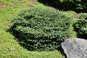 Birds Nest Spruce Shrubs