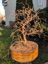 Load image into Gallery viewer, Harry Lauder&#39;s Walking Stick (Contorted Filbert) Shrubs
