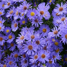 Load image into Gallery viewer, Aster Woods Blue
