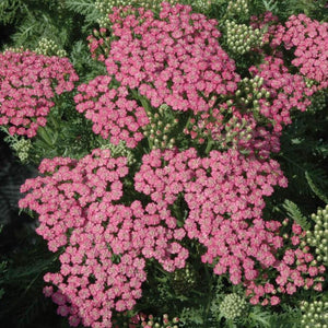 Achillea Pink Grapefruit