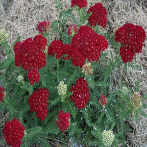 Achillea Pomegranate