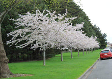 Load image into Gallery viewer, Yoshino Cherry Trees
