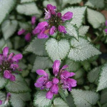 Load image into Gallery viewer, Lamium Purple Dragon
