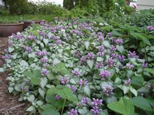 Load image into Gallery viewer, Lamium Purple Dragon
