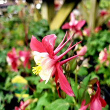 Load image into Gallery viewer, Red Columbine

