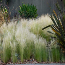 Load image into Gallery viewer, Mexican Feather Reed Grass
