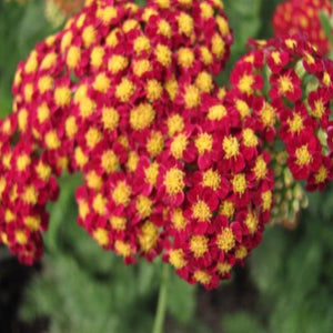 Achillea Strawberry Seduction