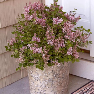Bloomerang Pink Perfume Lilac Shrubs