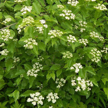 Load image into Gallery viewer, Viburnum Arrowwood Shrubs
