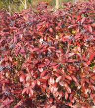Load image into Gallery viewer, Viburnum Winterthur Shrubs
