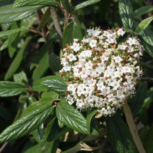 Load image into Gallery viewer, Viburnum Pragense Shrubs
