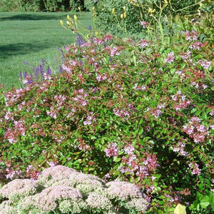 Abelia Edward Goucher Shrubs