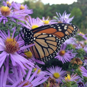 Aster Raydon's Favorite Plants