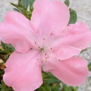 Autumn Debutante Encore Azalea Shrubs