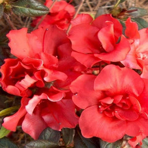 Autumn Embers Encore Azalea Shrubs