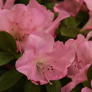 Autumn Debutante Encore Azalea Shrubs