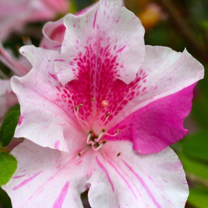 Azalea Conversation Piece Shrubs