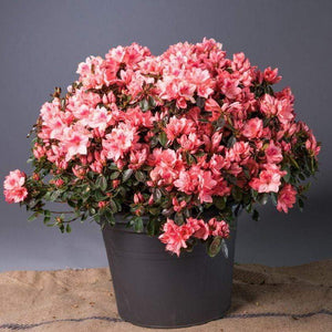 Azalea Blaauw's Pink Shrubs