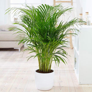 Bamboo Palm Plants