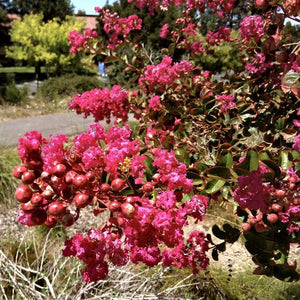 Berry Dazzle Crape Myrtle Shrubs