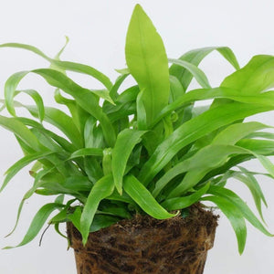 Birdsnest Fern Leslie Plants