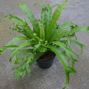 Birdsnest Fern Leslie Plants