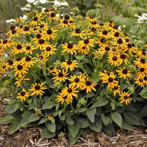 Black-Eyed Susan Rudbeckia Plants