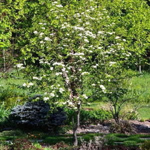 Black Haw Viburnum Shrubs