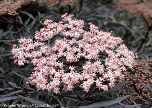 Black Lace Elderberry Shrubs