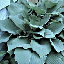 Load image into Gallery viewer, Hosta Blue Angel
