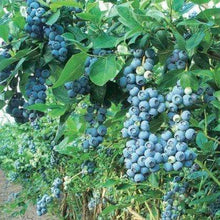 Load image into Gallery viewer, Blue Gold Blueberry Bushes
