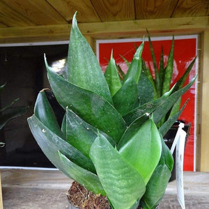 Black Dragon Snake Plants