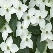 Load image into Gallery viewer, Kousa Dogwood Trees
