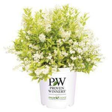 Load image into Gallery viewer, Deutzia Chardonnay Pearls Shrubs

