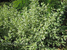 Load image into Gallery viewer, Variegated Yellow Twig Dogwood Shrubs

