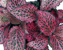 Load image into Gallery viewer, Pink Fittonia Plants
