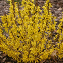 Load image into Gallery viewer, Show Off Sugar Baby Dwarf Forsythia Shrubs
