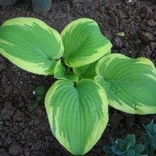 Load image into Gallery viewer, Hosta Frances Williams
